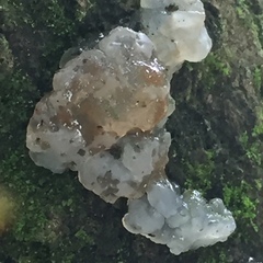 Exidia novozealandica