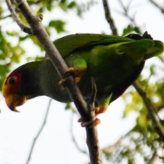 Amazona xantholora
