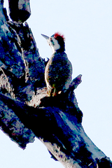 Chloropicus namaquus