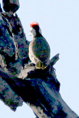 Chloropicus namaquus