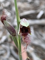 Calochilus gracillimus