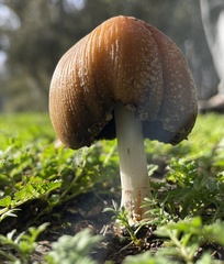 Coprinellus bipellis