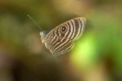 Mesosemia antaerice