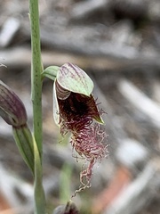 Calochilus gracillimus