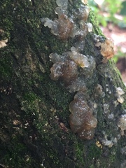 Exidia novozealandica