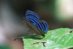 Mesosemia antaerice