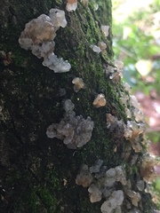 Exidia novozealandica