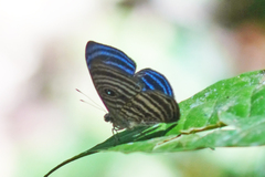 Mesosemia antaerice