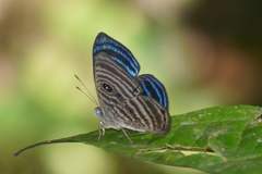 Mesosemia antaerice