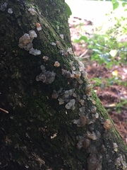 Exidia novozealandica