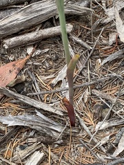 Calochilus gracillimus