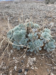 Arctomecon californica