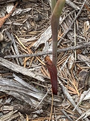 Calochilus gracillimus