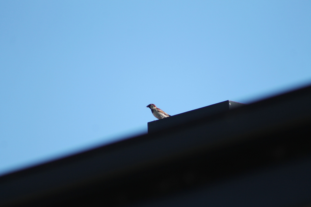 House Sparrow from Hobart TAS, Australia on January 12, 2023 at 09:54 ...