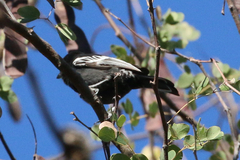 Melaniparus niger xanthostomus