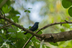 Cyanocompsa parellina