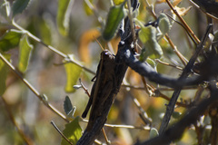 Rhammatocerus viatorius