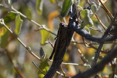 Rhammatocerus viatorius