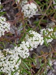 Platysace ericoides