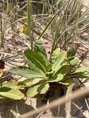 Sonchus megalocarpus