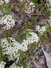 Platysace ericoides