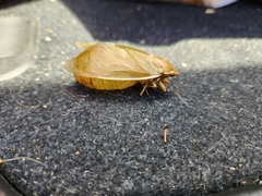 Cystosoma saundersii