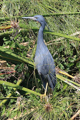 Egretta vinaceigula
