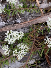Platysace ericoides