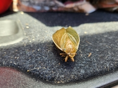 Cystosoma saundersii