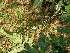 Appias libythea olferna