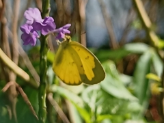 Eurema hecabe