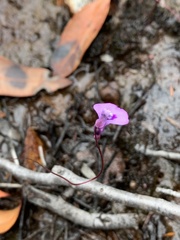 Utricularia uniflora