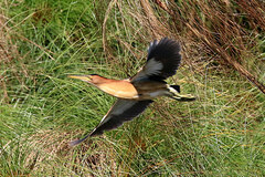 Ixobrychus minutus payesii