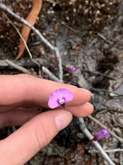 Utricularia uniflora