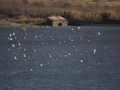Calidris alpina