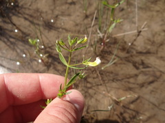 Gratiola quartermaniae
