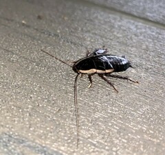 Drymaplaneta