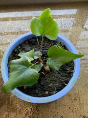 Mickelopteris cordata