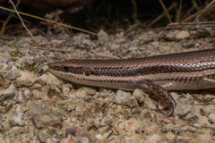 Marisora lineola