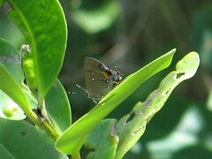 Electrostrymon angelia