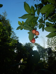 Blighia sapida