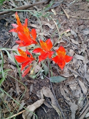 Alstroemeria ligtu