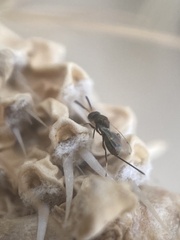 Torymidae