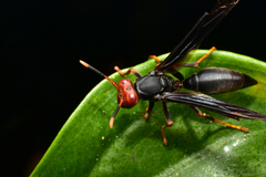 Polistes erythrocephalus