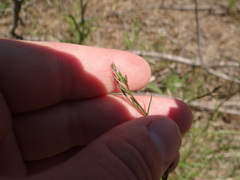 Campanula rotundifolia