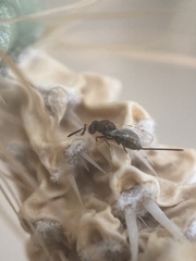Torymidae