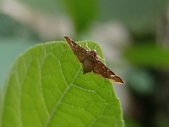 Prophantis adusta