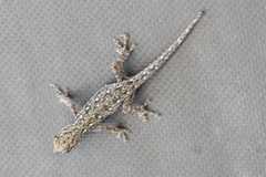 Lygodactylus chobiensis