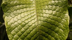 Microsorum musifolium