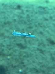 Hypselodoris saintvincentius